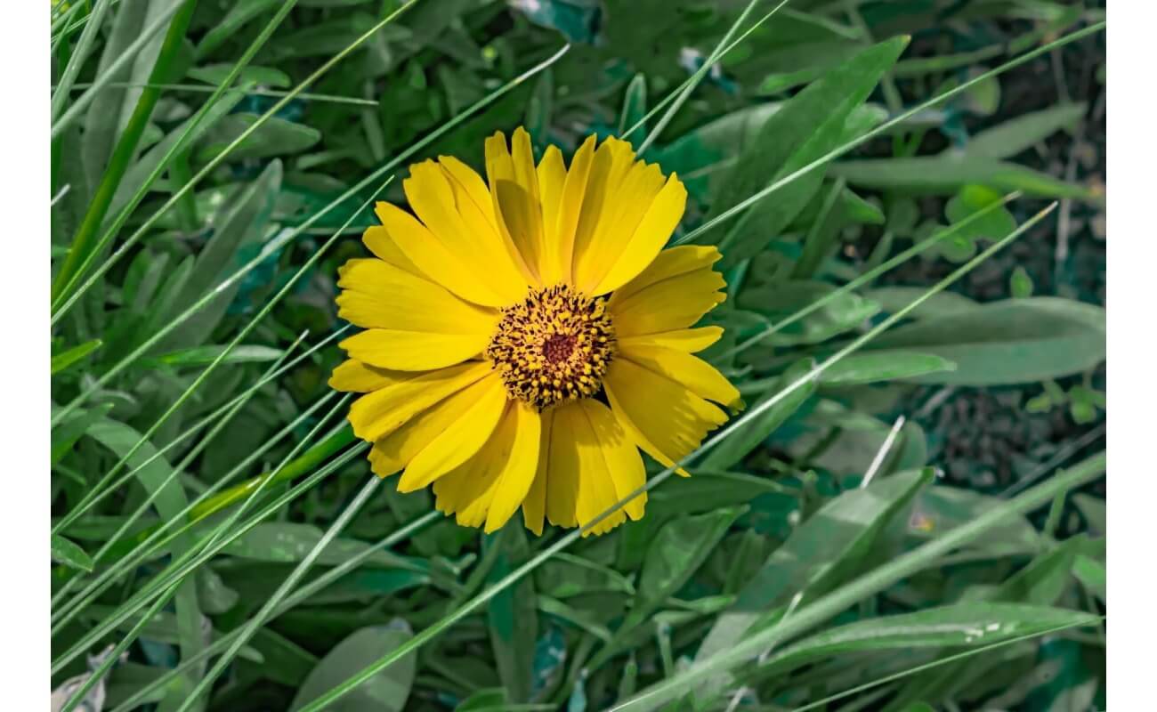 Brittlebush-5342