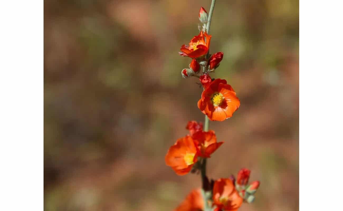Desert Globemallow-5135
