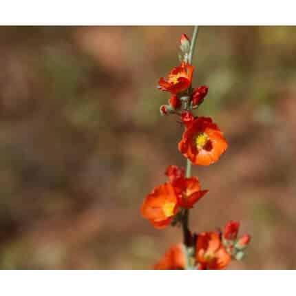 Desert Globemallow-5135