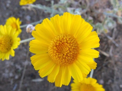 Desert Marigold-5256