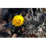 Desert Marigold-4561