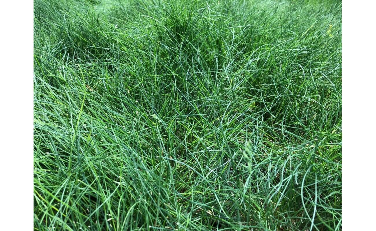 Sheep Fescue Grass-1785