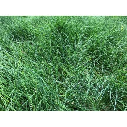 Sheep Fescue Grass-1785