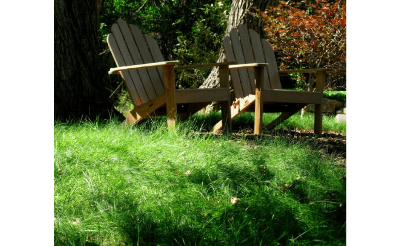 Sheep Fescue Grass-5073