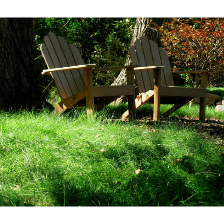 Sheep Fescue Grass-5073