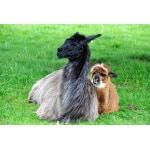 llamas or alpacas relaxing in the grass