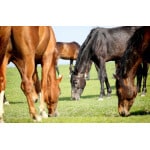 Horses grazing the grass