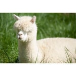 Great Lakes/New England Alpaca/Llama Forage Mix-2953