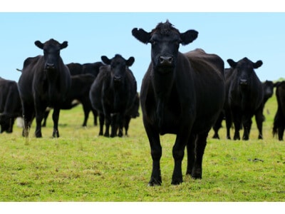 Great Lakes/New England Beef Cattle Forage Mix-2453