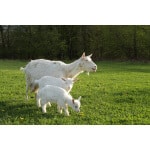 Great Lakes/New England Goat Forage Mix-2857