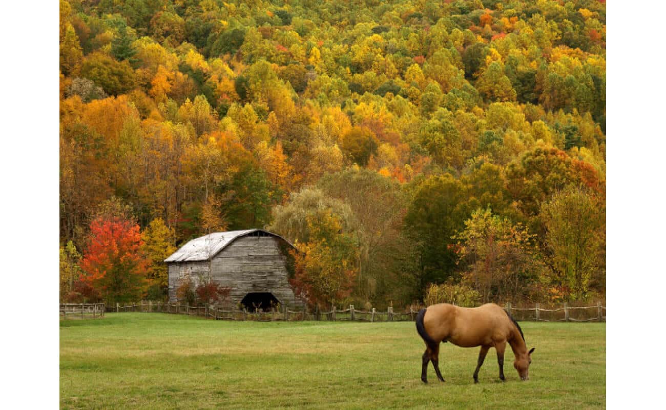 Great Lakes/New England Horse Forage Mix-2653