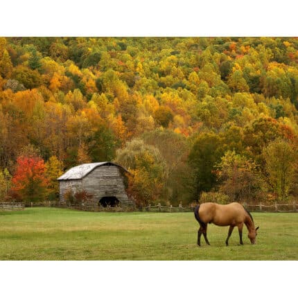 Great Lakes/New England Horse Forage Mix-2653