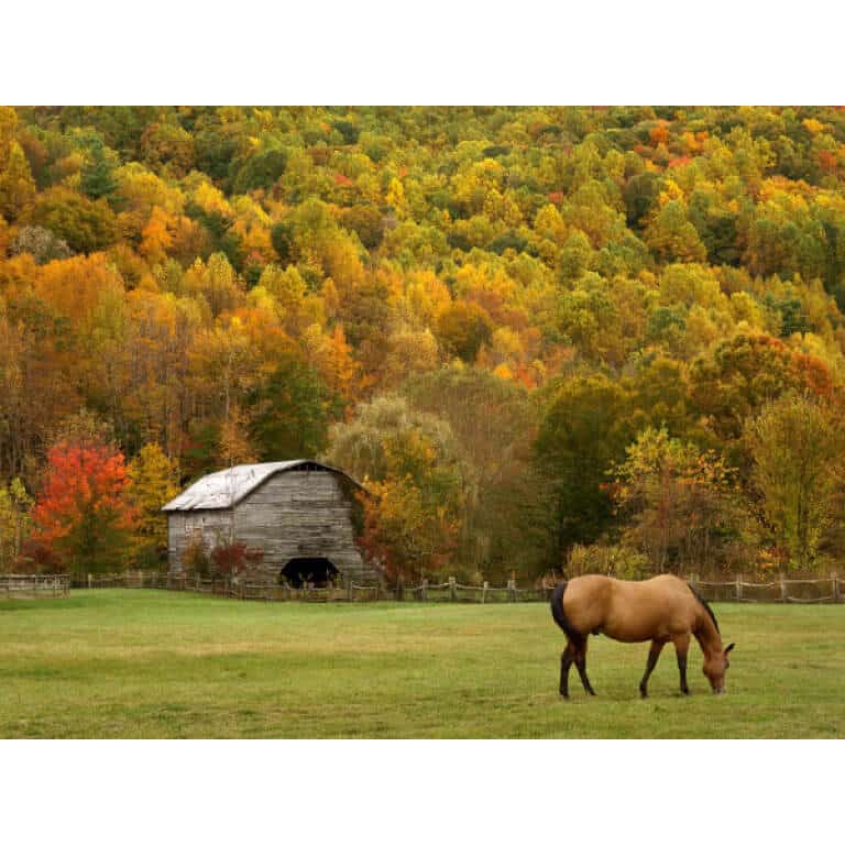 Great Lakes/New England Horse Forage Mix-2653