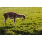 Great Plains Alpaca/Llama Forage Mix-2961