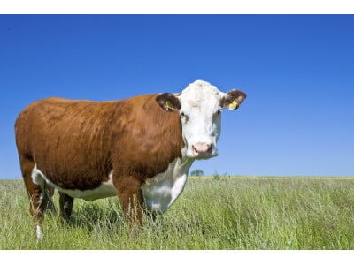 Great Plains Beef Cattle Forage Mix-2461