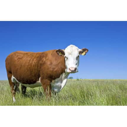 Great Plains Beef Cattle Forage Mix-2461