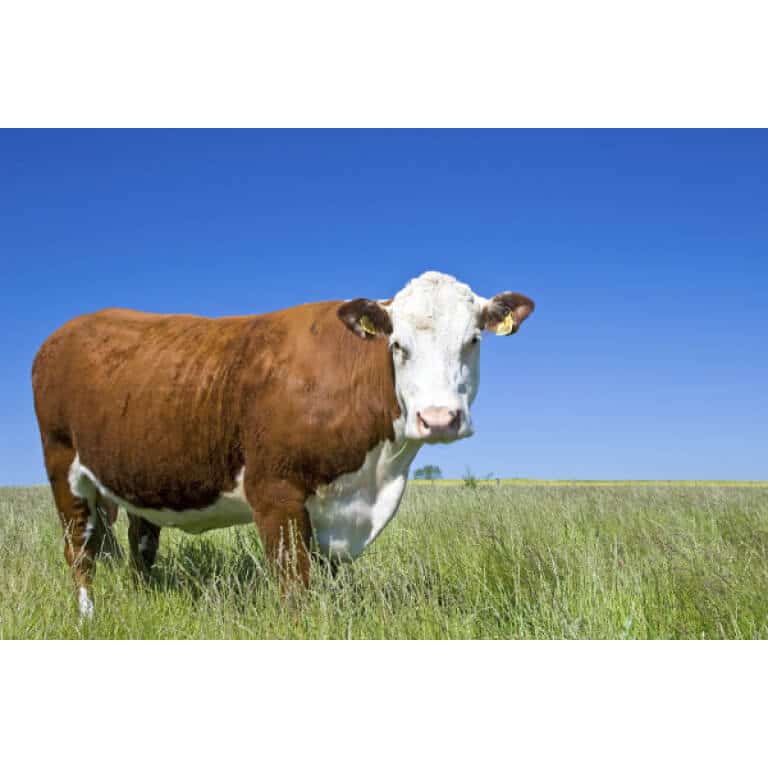 Great Plains Beef Cattle Forage Mix-2461