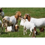 Great Plains Goat Forage Mix-2865