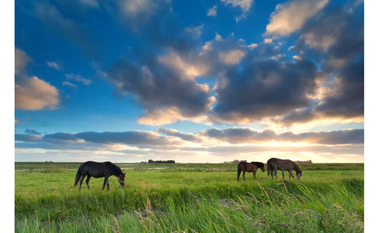 Great Plains Horse Forage Mix-2661