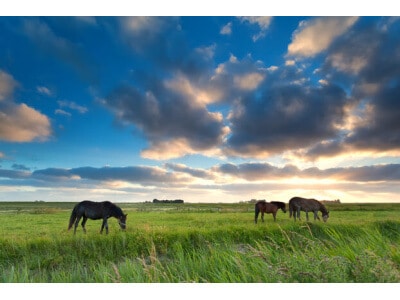 Great Plains Horse Forage Mix-2661