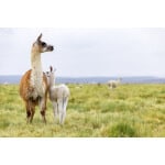 Intermountain West Alpaca/Llama Forage Mix-2969