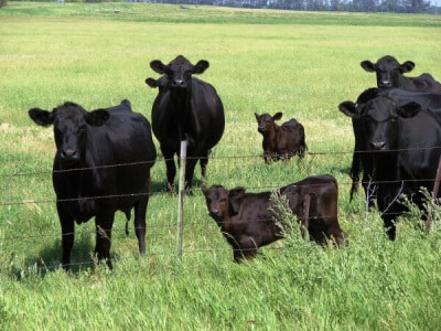 Intermountain West Beef Cattle Forage Mix-2469