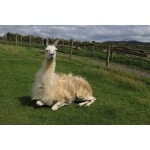 Mid-West/Mid-Atlantic Alpaca/Llama Forage Mix-2977