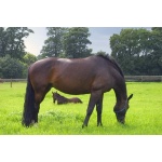 Mid-West/Mid-Atlantic Horse Forage Mix-2681