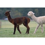 Pacific Northwest Alpaca/Llama Forage Mix-2985