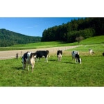 Pacific Northwest Dairy Cow Forage Mix-2589