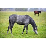 Pacific Northwest Horse Forage Mix-2689