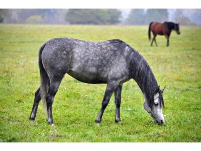 Pacific Northwest Horse Forage Mix-2689