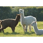 Pacific Southwest Alpaca/Llama Forage Mix-2993