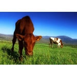 Pacific Southwest Beef Cattle Forage Mix-2501