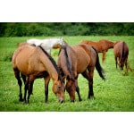 Pacific Southwest Horse Forage Mix-2697