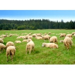 Pacific Southwest Sheep Forage Mix-2793