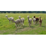 South-Atlantic Transitional Alpaca/Llama Forage Mix-3001