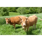 South-Atlantic Transitional Beef Cattle Forage Mix-2509