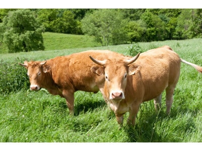 South-Atlantic Transitional Beef Cattle Forage Mix-2509