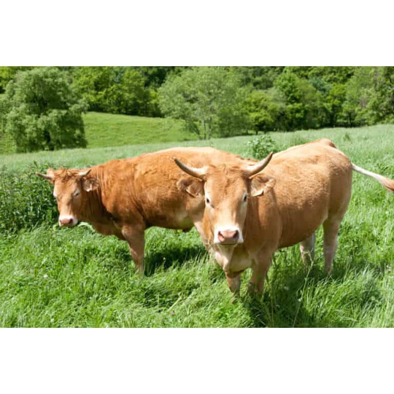 South-Atlantic Transitional Beef Cattle Forage Mix-2509