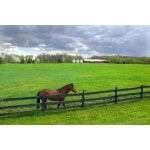 South-Atlantic Transitional Horse Forage Mix-2705