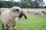 South-Atlantic Transitional Sheep Forage Mix-2801