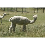 Southwest Semi-Arid Steppe Alpaca/Llama Forage Mix-3033