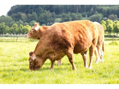 Southwest Semi-Arid Steppe Beef Cattle Forage Mix-2533
