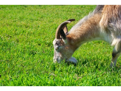 Southwest Semi-Arid Steppe Goat Forage Mix-2929