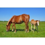 Southwest Semi-Arid Steppe Horse Forage Mix-2729