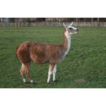 Southern Subtropics Alpaca/Llama Forage Mix-3009