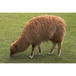 Southwest Desert Alpaca/Llama Forage Mix-3017