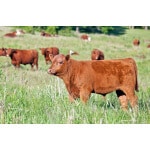 Southwest Desert Beef Cattle Forage Mix-2525