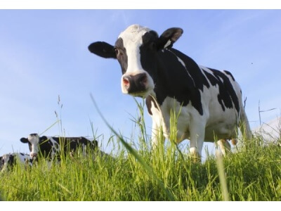 Southwest Desert Dairy Cow Forage Mix-2621